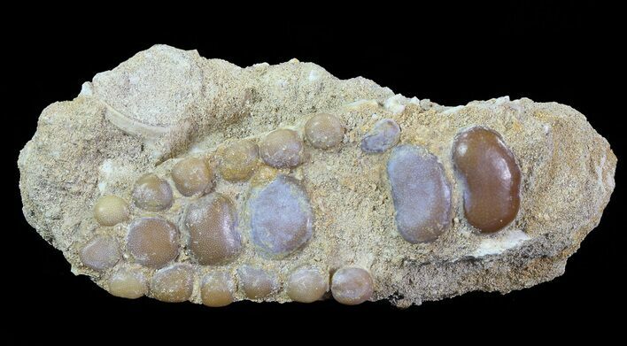 Pycnodus Crushing Mouthplate - Cretaceous Fish #71781